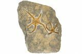 Pair Of Large, Orange, Ordovician Brittle Stars (Ophiura) - Morocco #189650-1